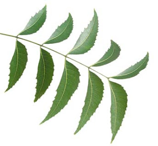 Some Health Benefits of Neem leaves